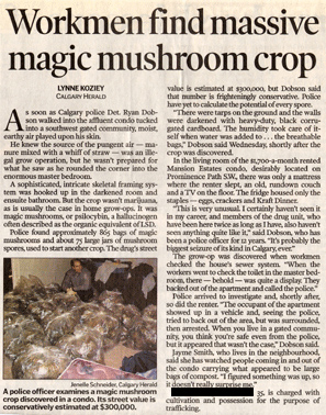 workmen find massive magic mushroom crop